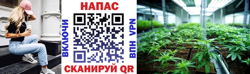 где купить наркоту  Санкт-Петербург  Каннабис индика 